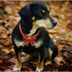 HALLOWEEN Collier réglable Taille unique