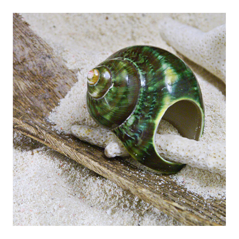 Bague Coquillage Vert Géant