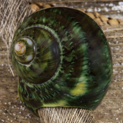 Bague Coquillage Vert Géant