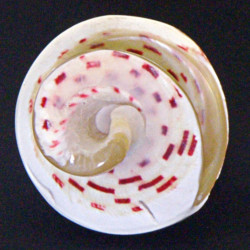 Bague Coquillage géante 19mm