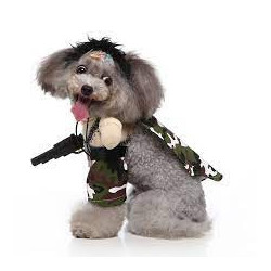 DÉGUISEMENT MILITAIRE POUR CHIEN ET CHAT Taille M