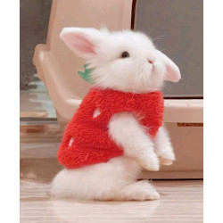 PULL ROUGE FRAISE POUR LAPIN Taille S