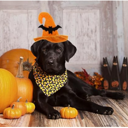 HALLOWEEN Chapeau de sorcière Taille Unique